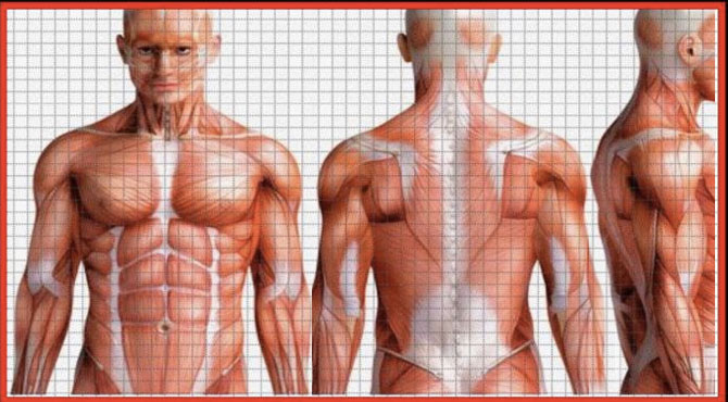 Avaliação Postural